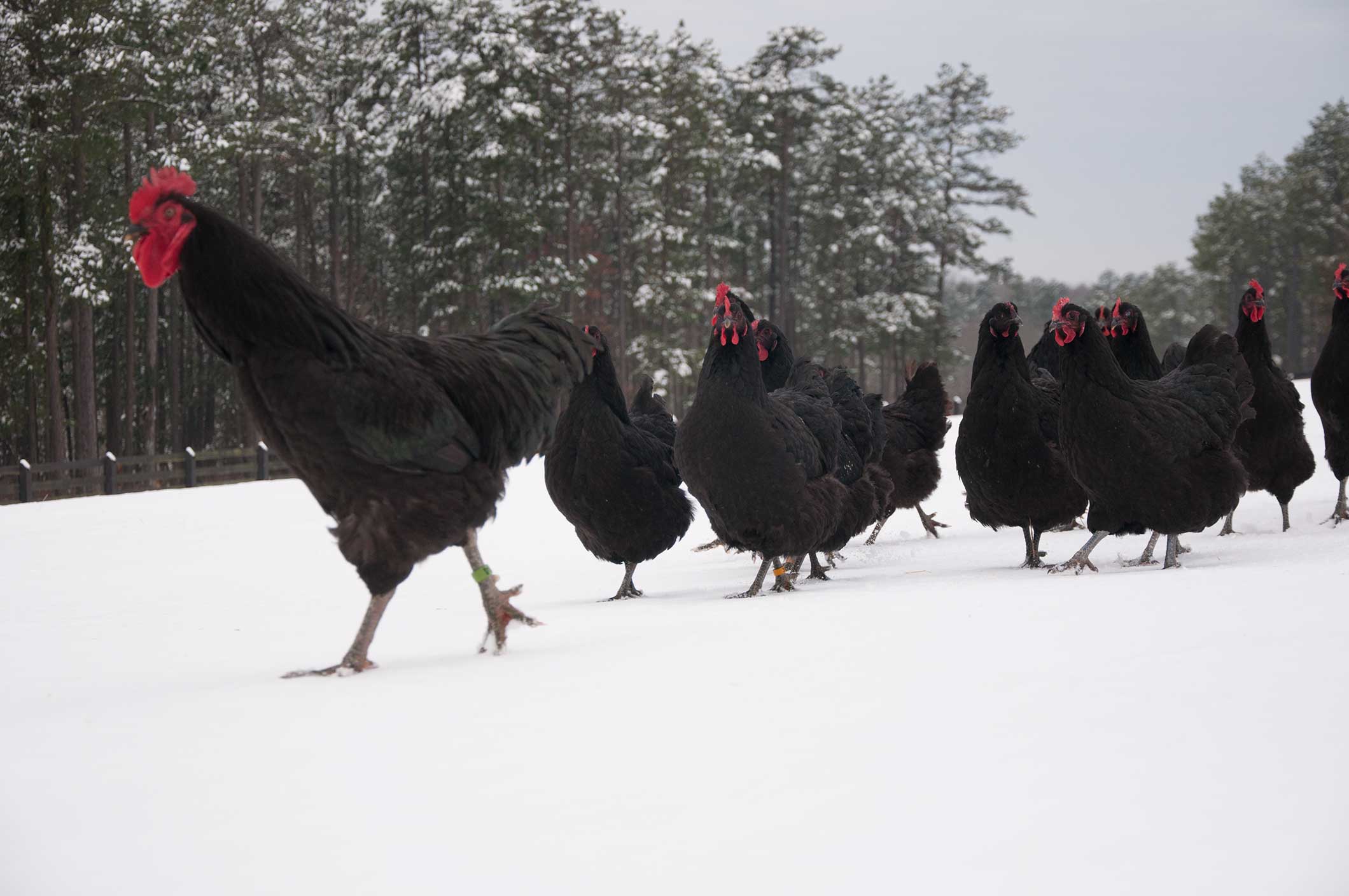 Siberian Super Chicken Decendants